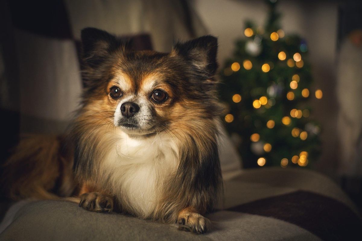 Chihuahua sur canapé devant sapin de Noël lumineux Chihuahua sur canapé devant sapin de Noël lumineux